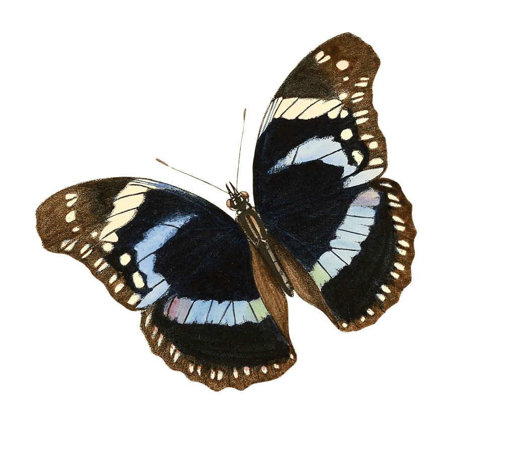 Butterfly with black wings with blue striped and white dots